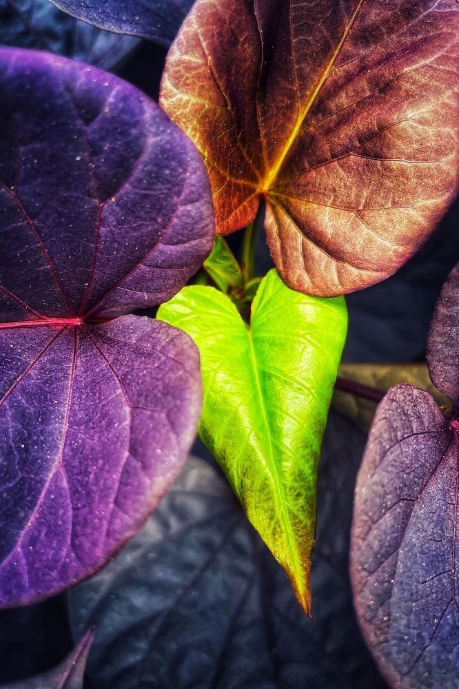 Photograph by Stephanie E’amato