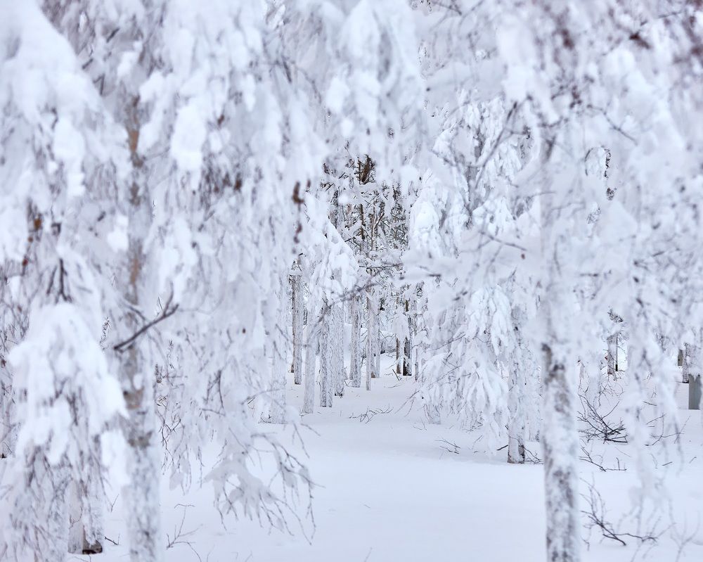 Photograph by Андрей Медведев