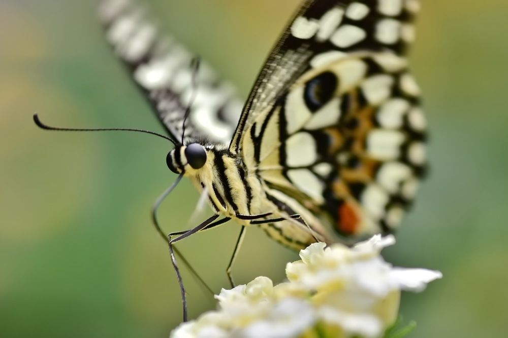 Фотография автора лилия беланова