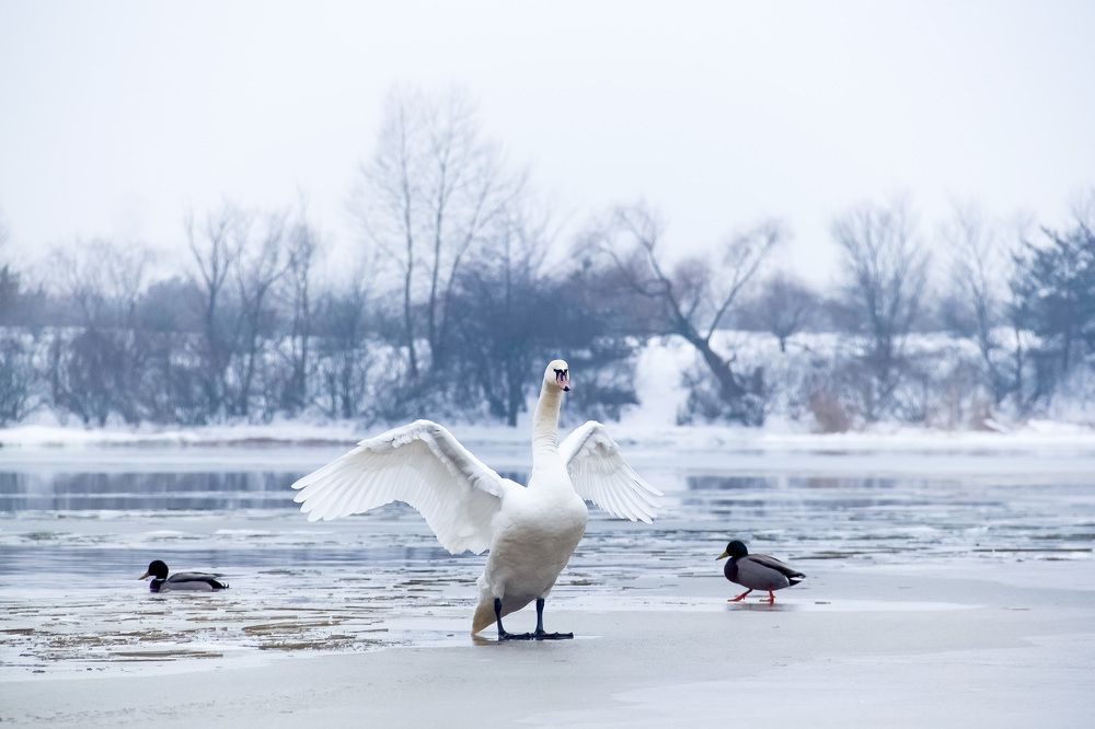 Photograph by Алла Вовк