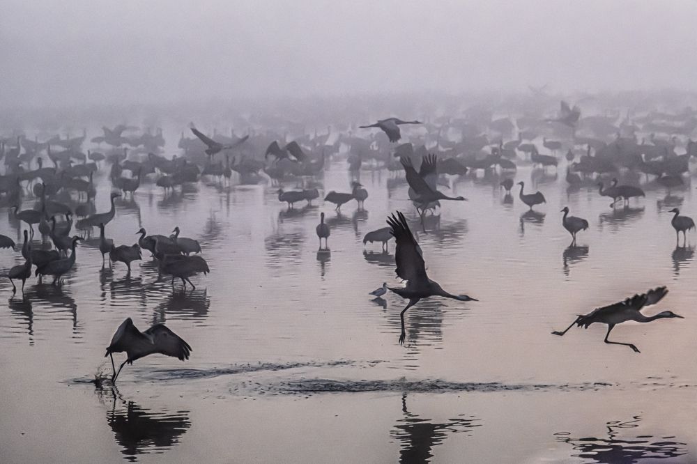 Photograph by Leonid Radashkovsky