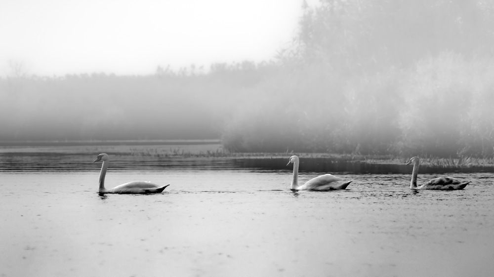 Photograph by Elena Biianu