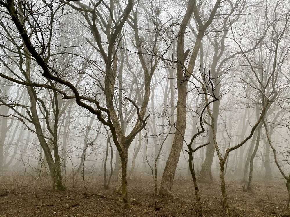 Photograph by Светлана Дегтярева