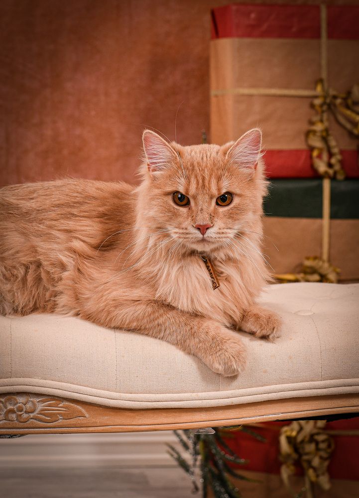 Фотография автора Anna NovaLova