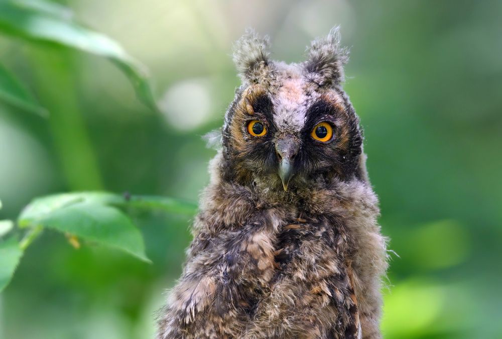 Фото на паспорт