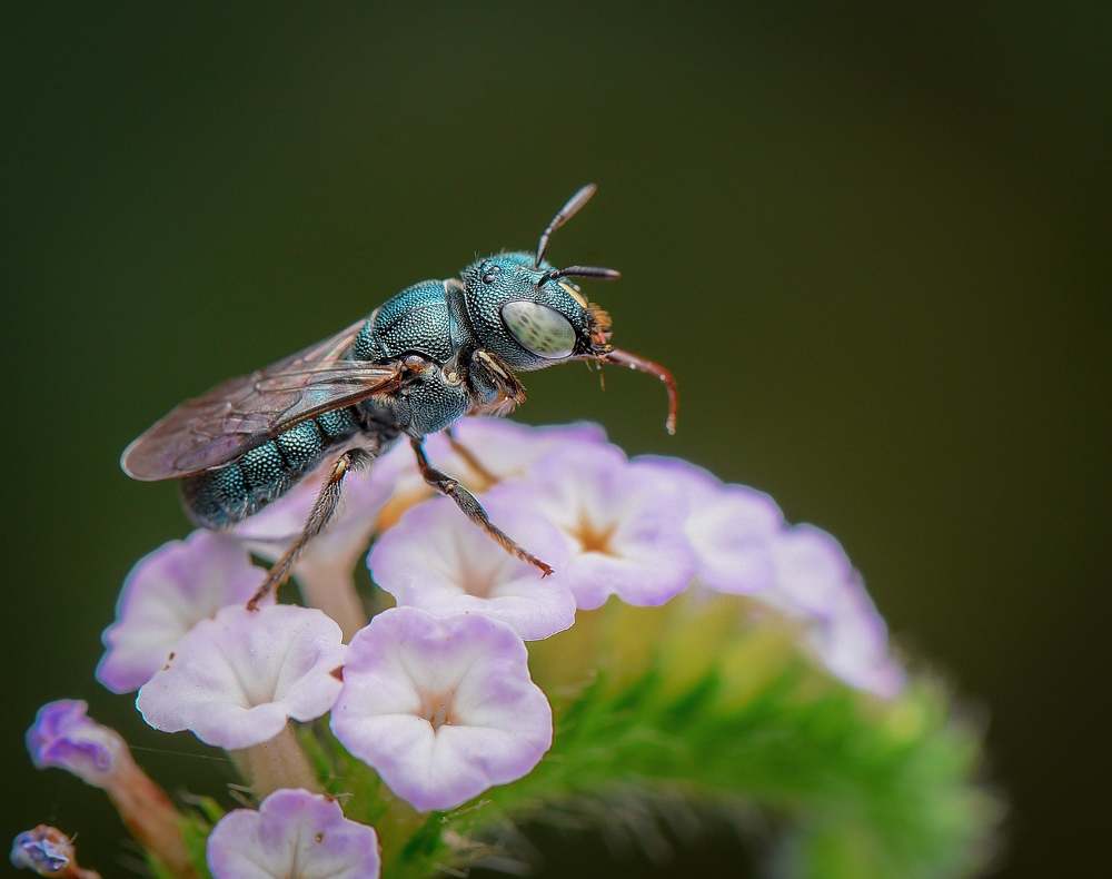 Photograph by Shakti brata Bhattacharjee