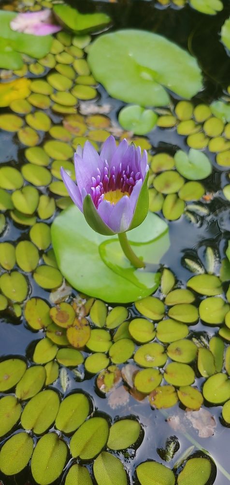 Photograph by Elena Chandran