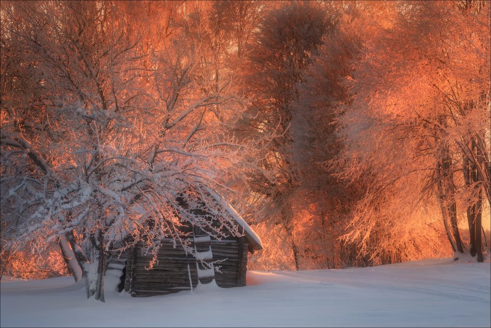 Зимний сад..
