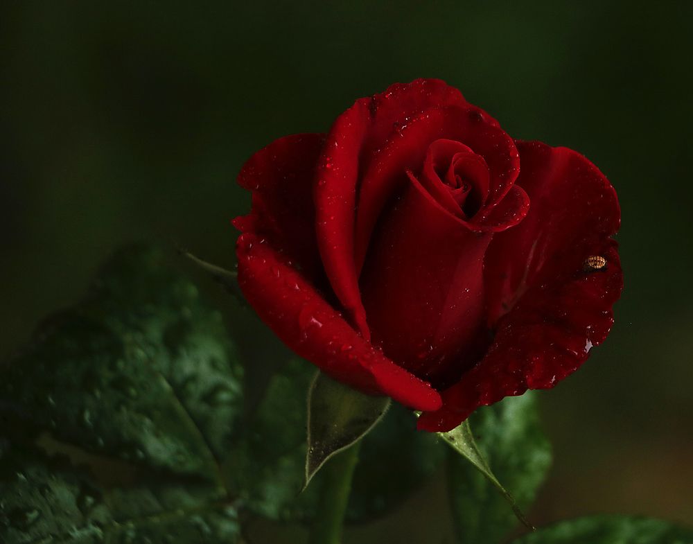 Photograph by Светлана Васильева