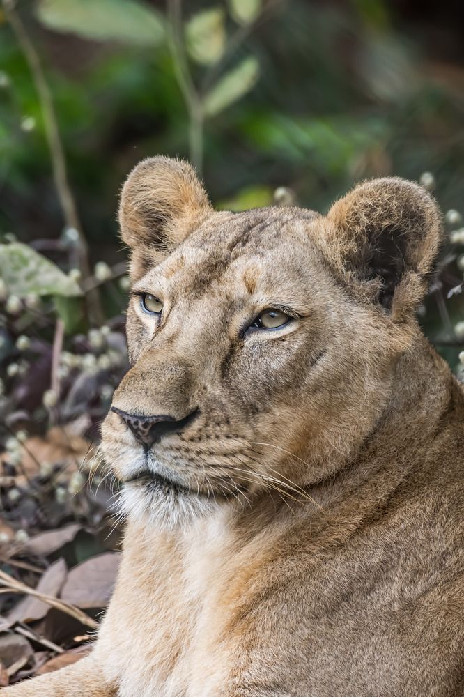 Photograph by Dipayan Debbarma