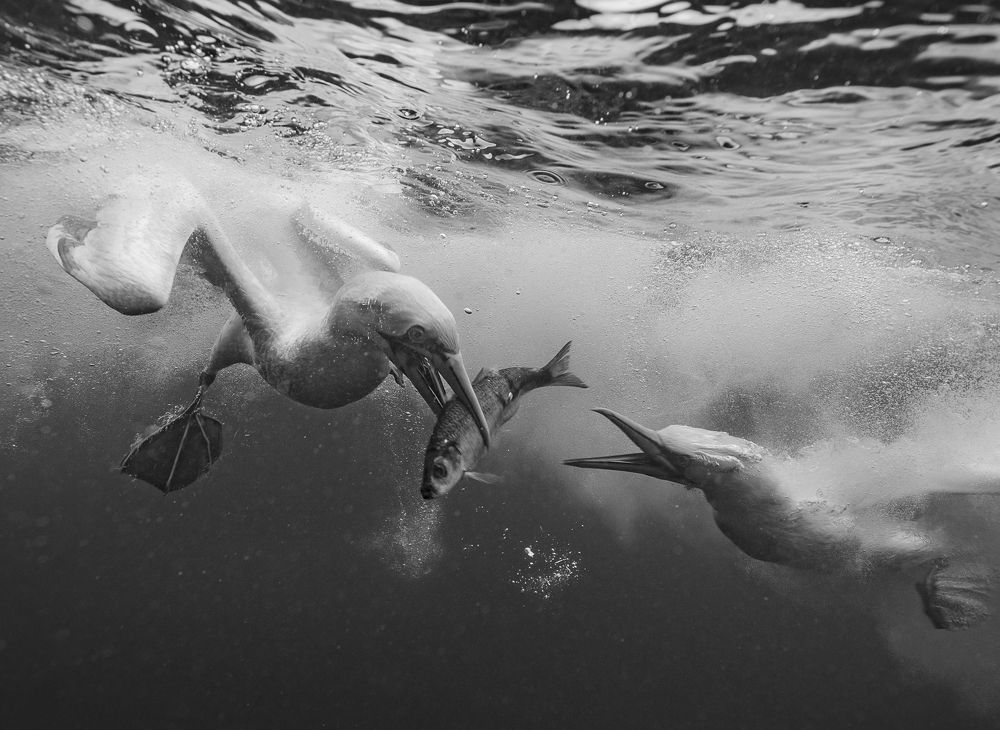 The hunt is over, the battle begins