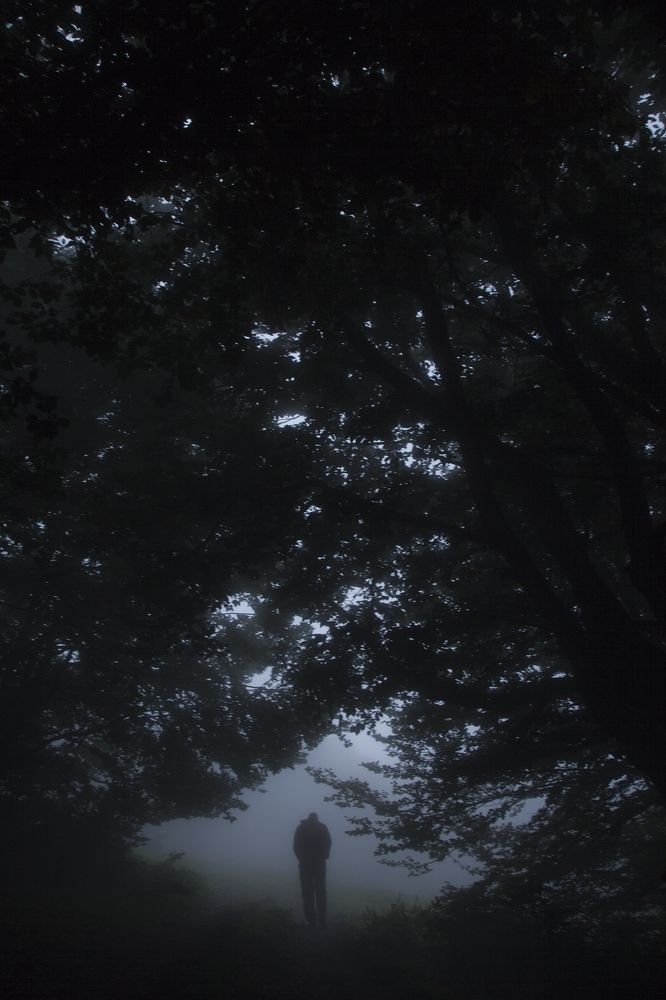 Surrounded by leafs and fog