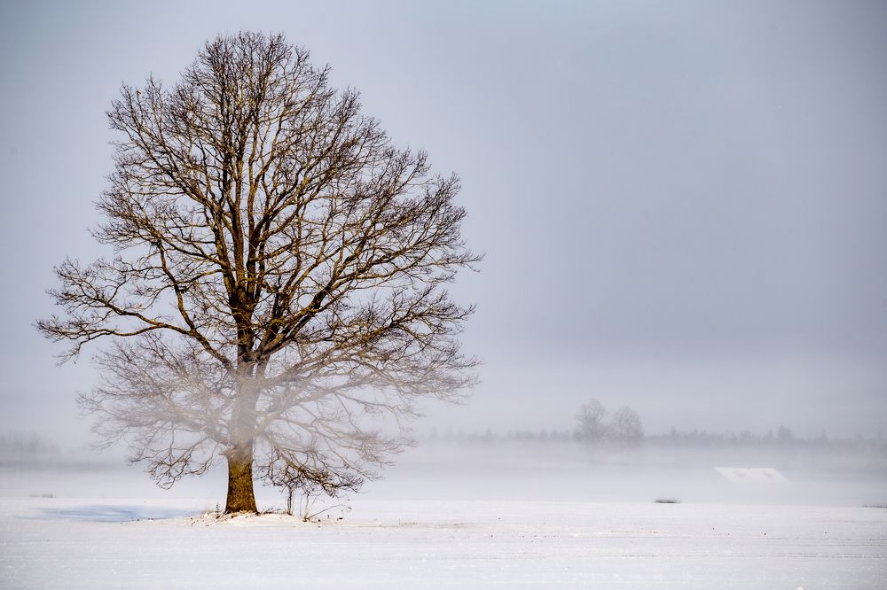 Photograph by Dzintra Zvagina