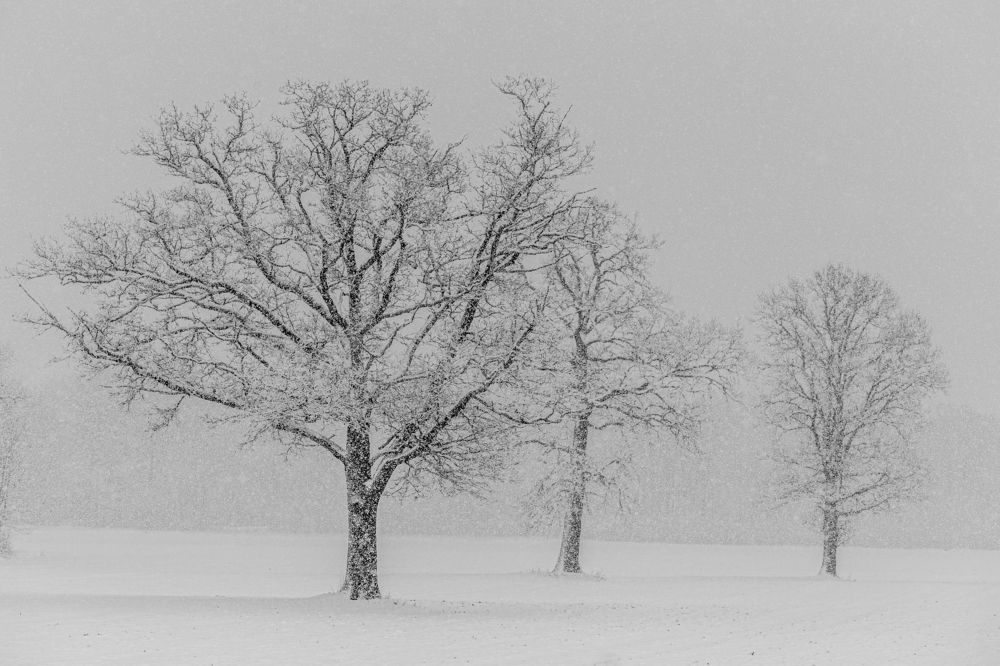 Photograph by Dzintra Zvagina