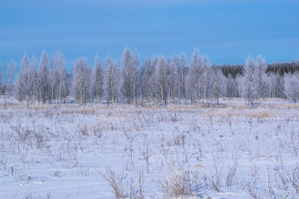 Запорошило