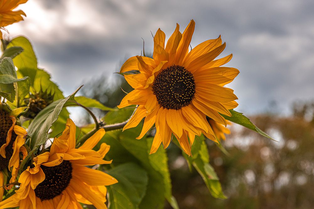 Осенняя рапсодия