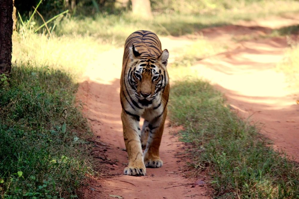 ID: Meeting With the Royals ~ Mrs. Dotty