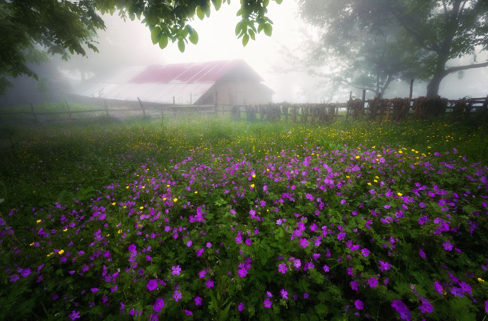 Photograph by Hadi Mohsentabar