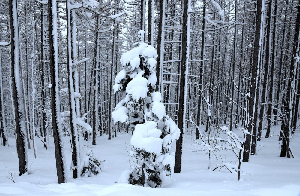 Photograph by Сон Ен Дё