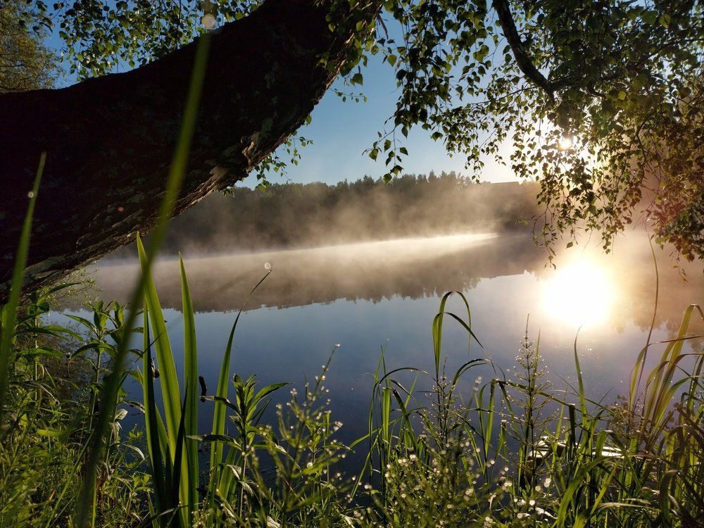 Утро на пруду.