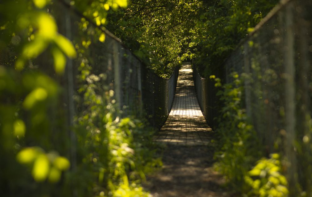 suspension bridge in the summer park