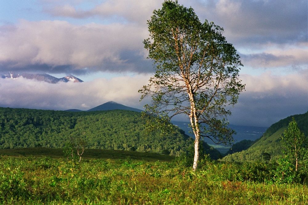Photograph by Коровин Николай