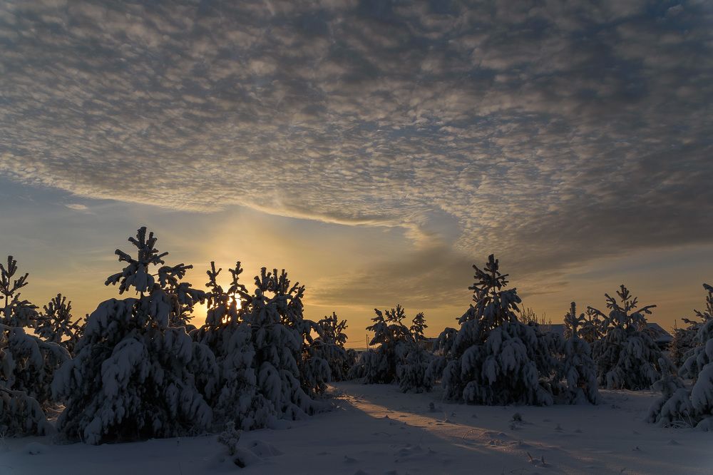 Крадущийся рассвет