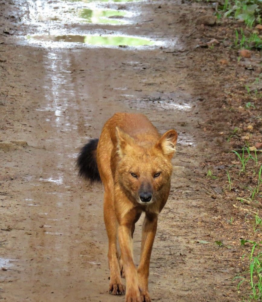 Dhole coming head on