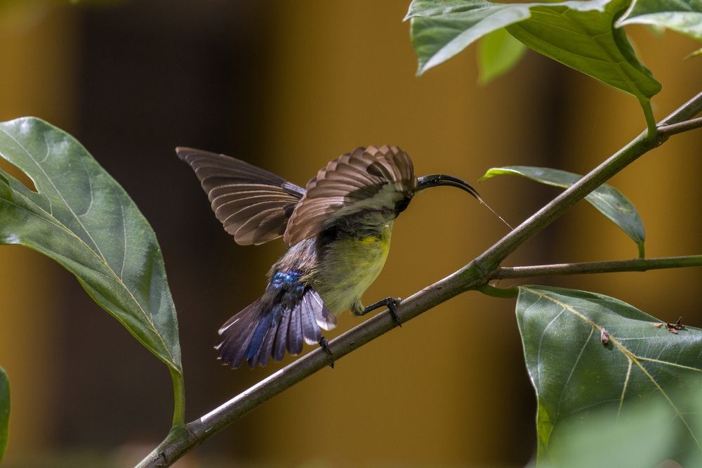 Photograph by Chamara Sulakkhana Polwatta Siriyalage