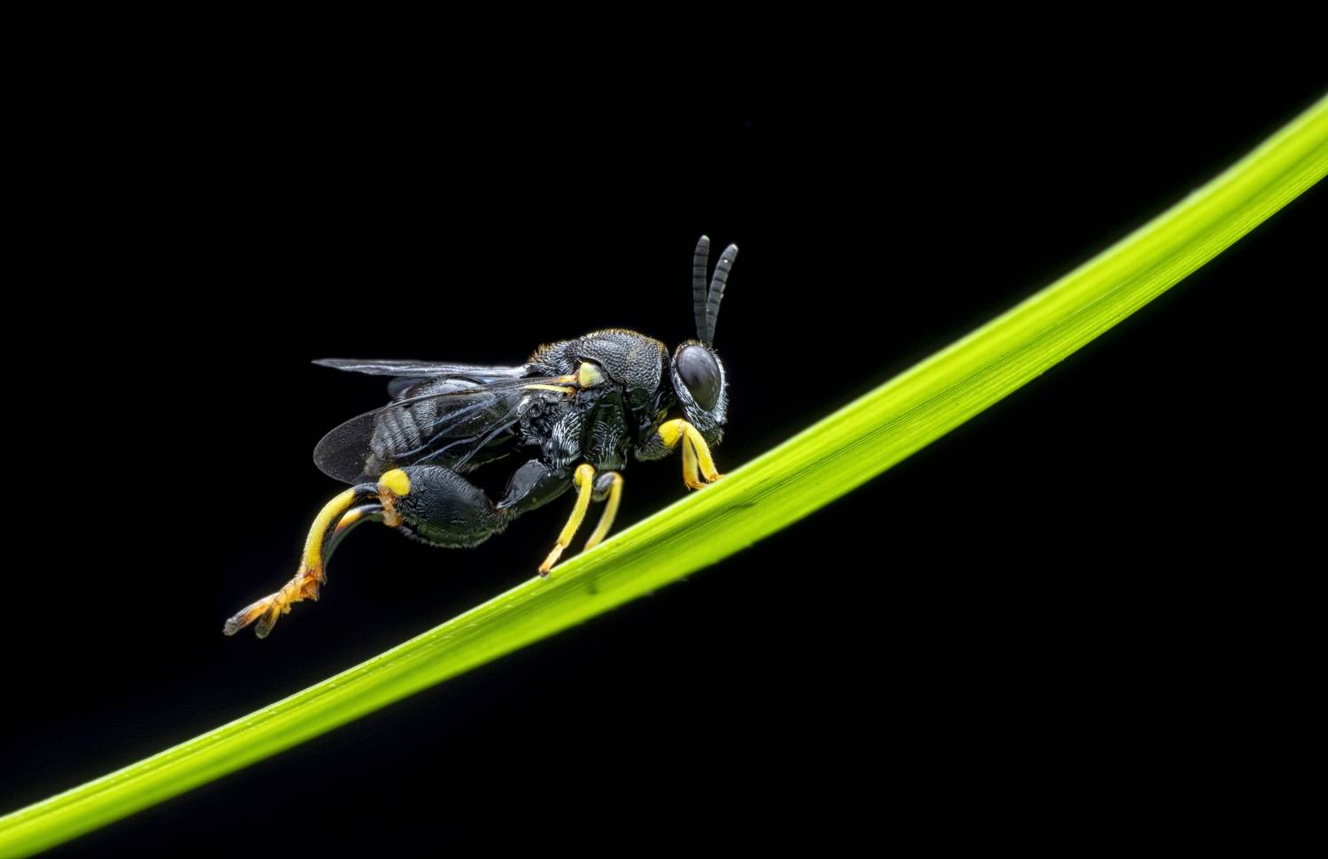 Brachymeria sp. Family- Chalcididae