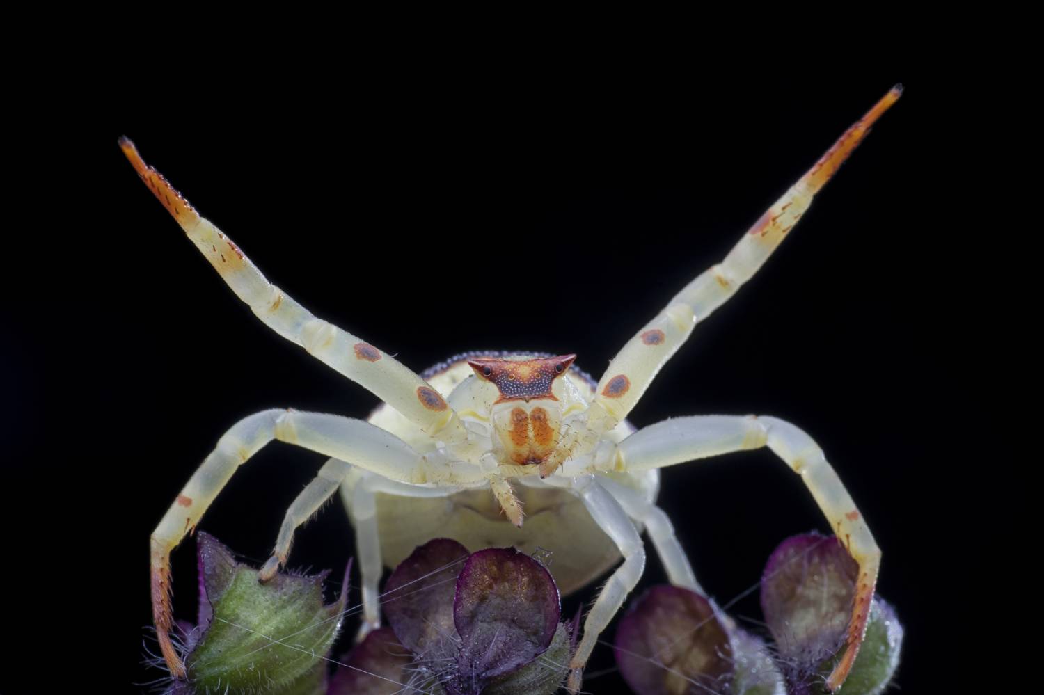Flower Crab Spider