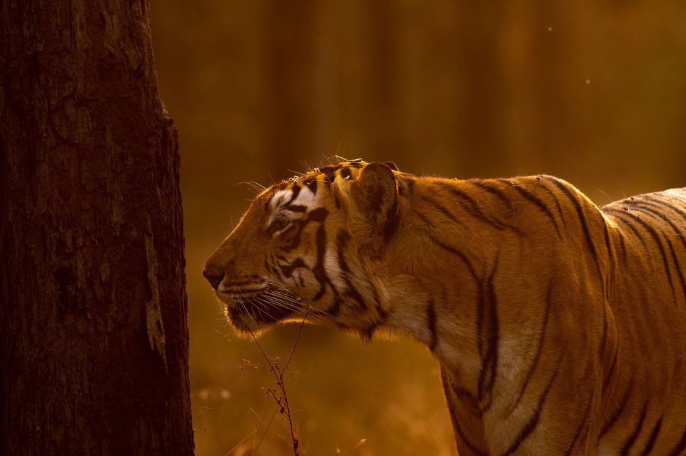 Photograph by Narayanan Iyer