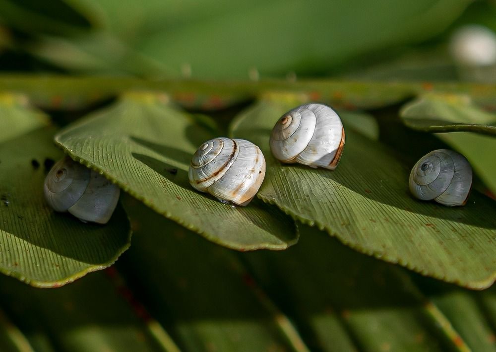 Photograph by Denis Kappel