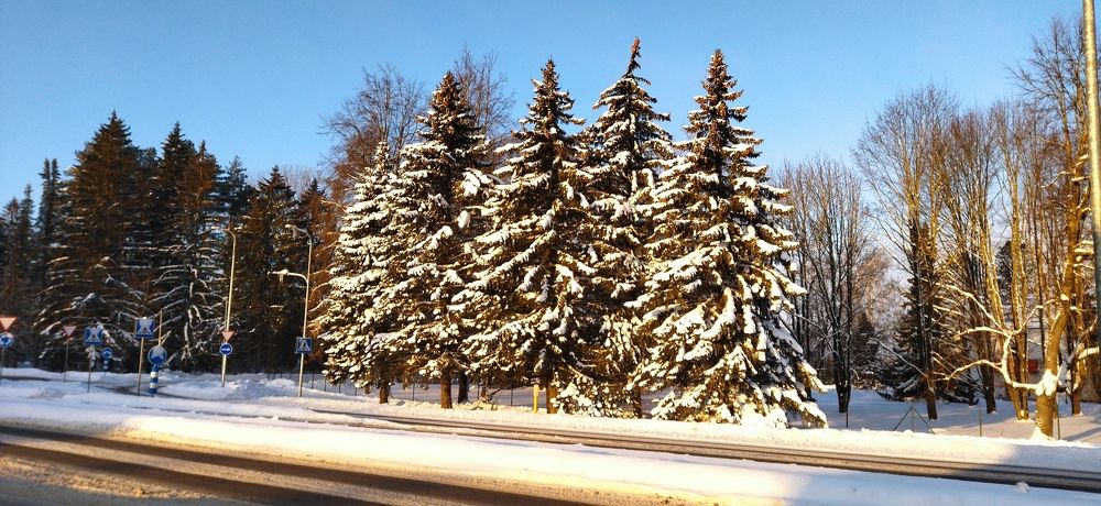 зимние сестры