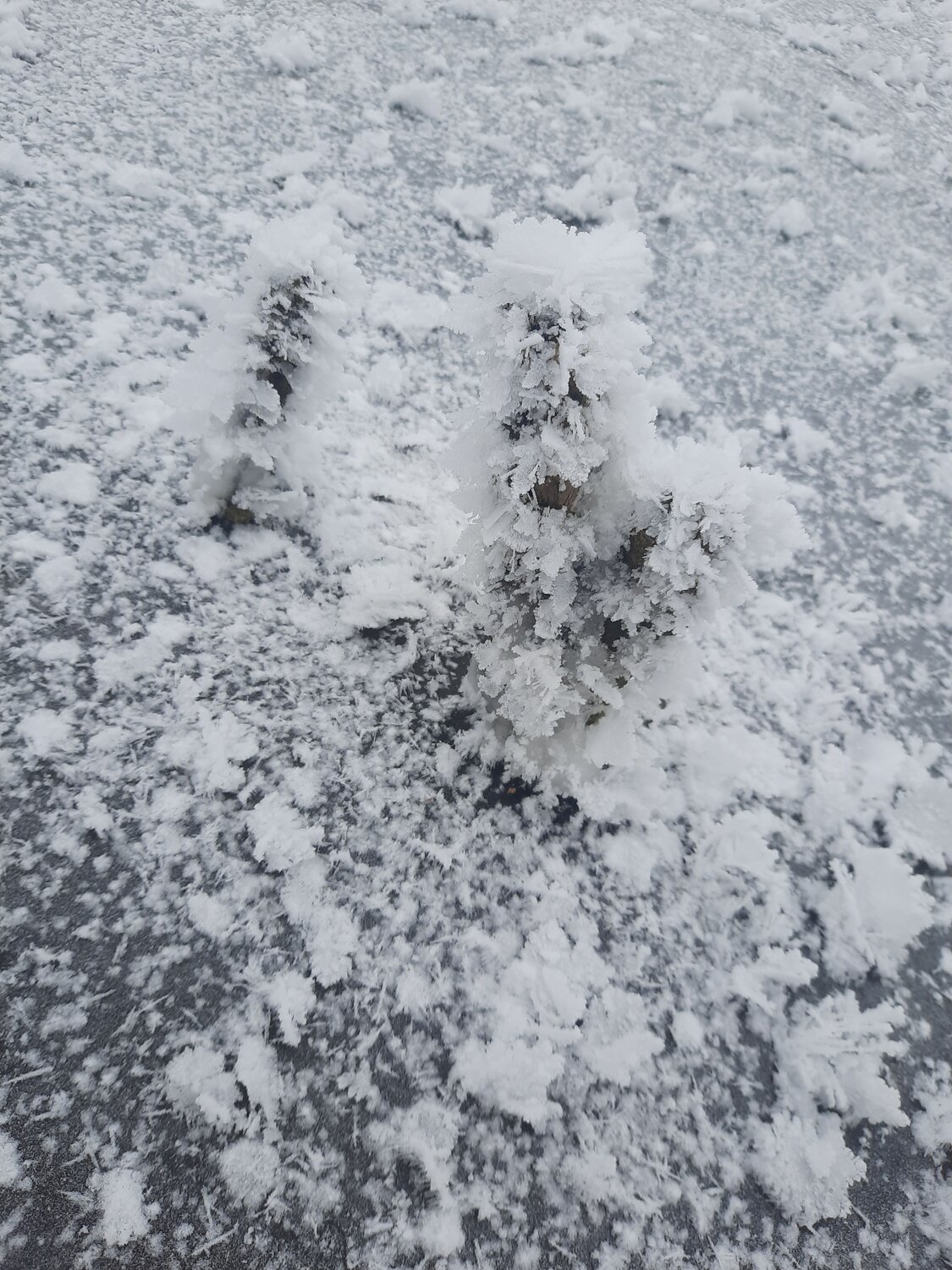 Photo #6911690