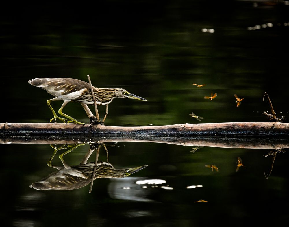 Photograph by Gimantha Perera