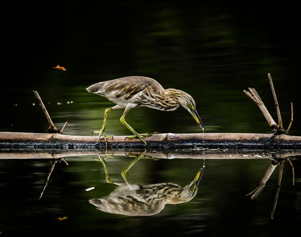 Photograph by Gimantha Perera