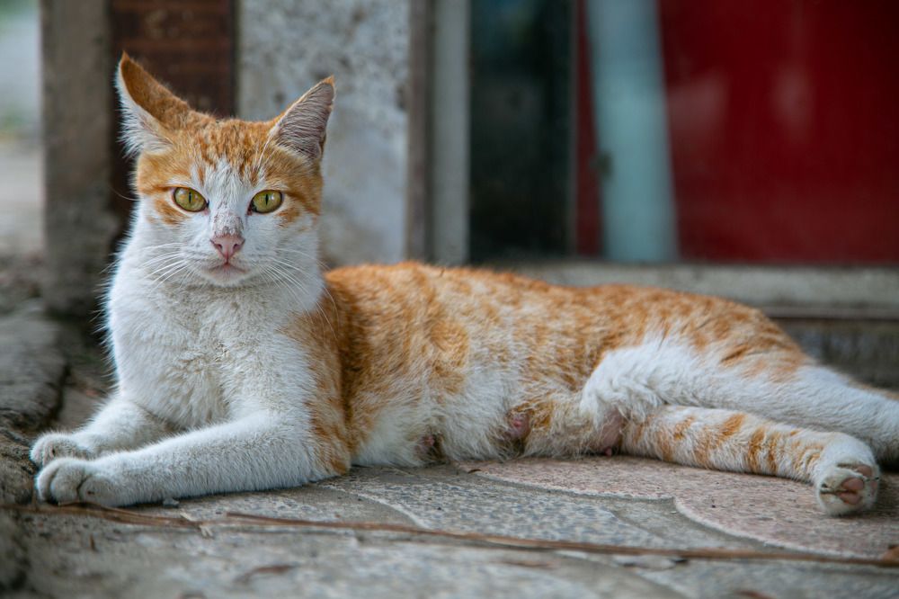 Photograph by Mohammadreza Majlesifar