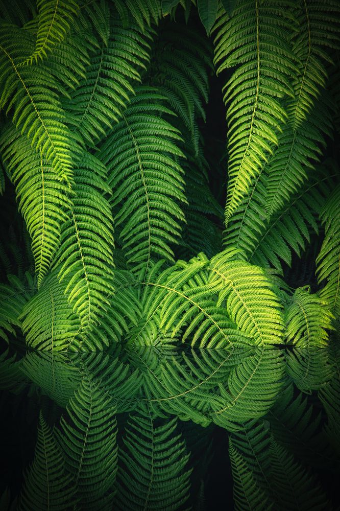 Fern Reflections