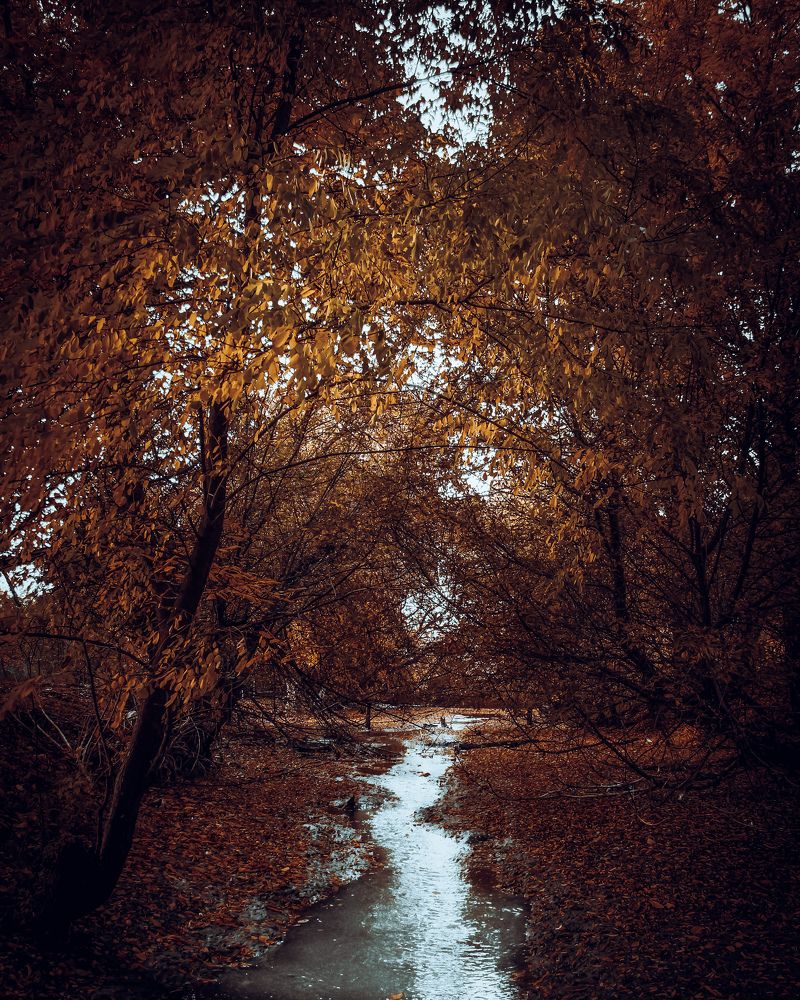 Золотая осень