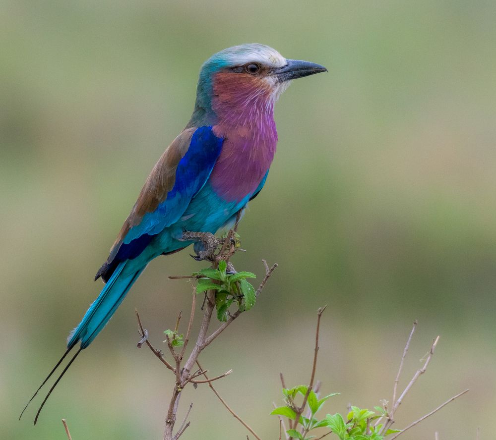 Фотография автора Hari Govindarajulu