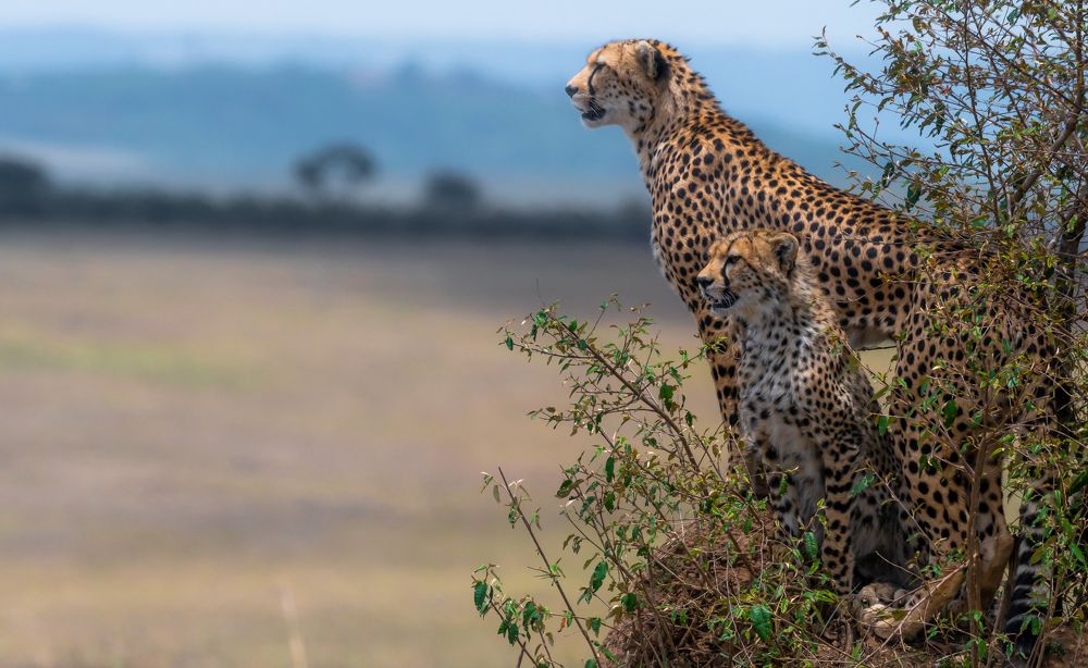 Photograph by Hari Govindarajulu