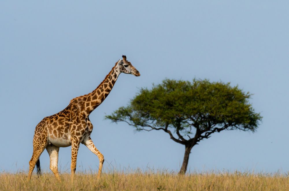 Фотография автора Hari Govindarajulu