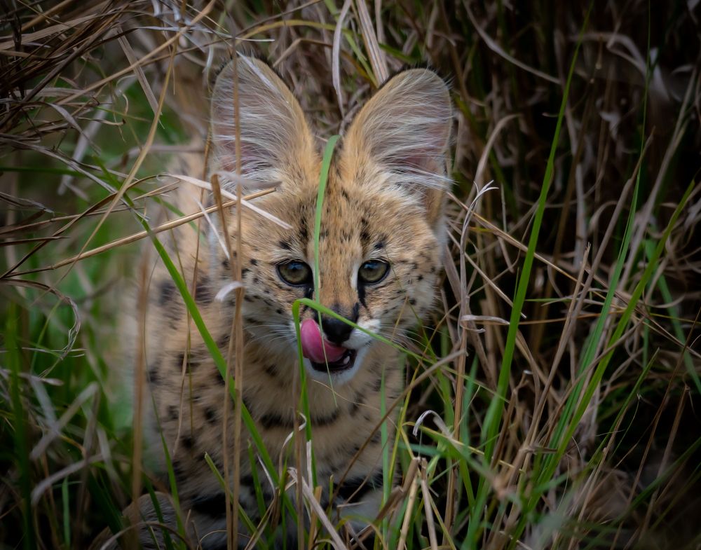 Фотография автора Hari Govindarajulu
