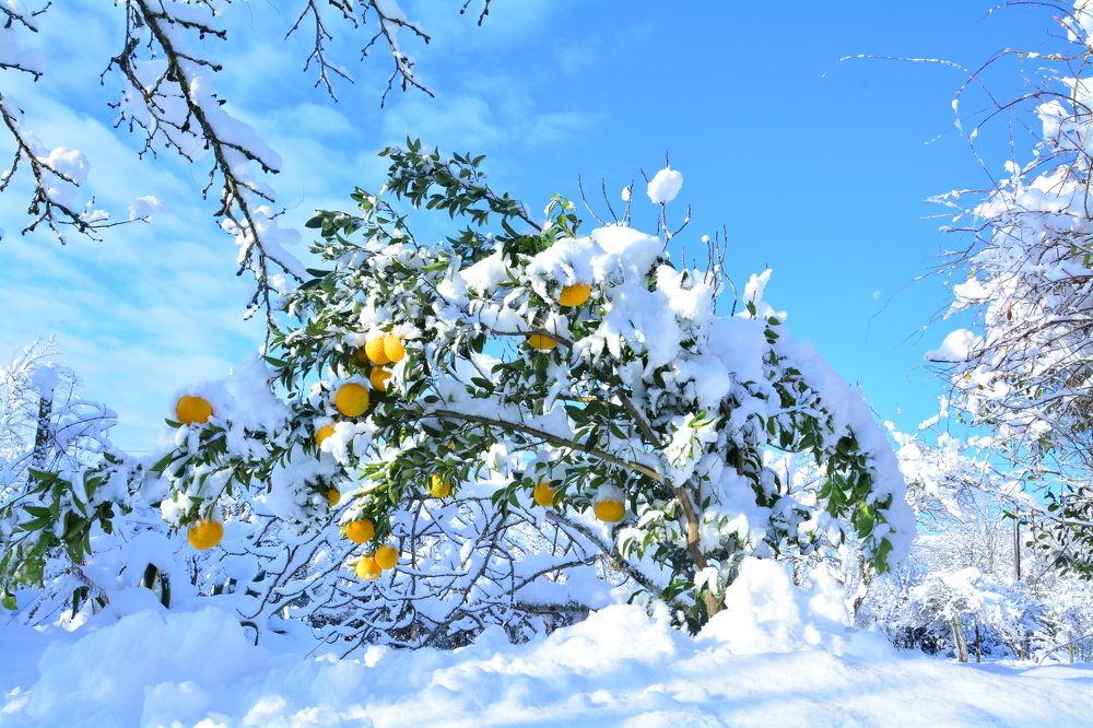 Photograph by Shota Gogoli