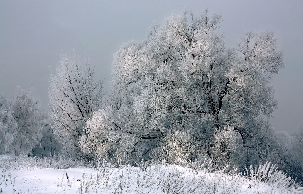 Подмосковная красавица