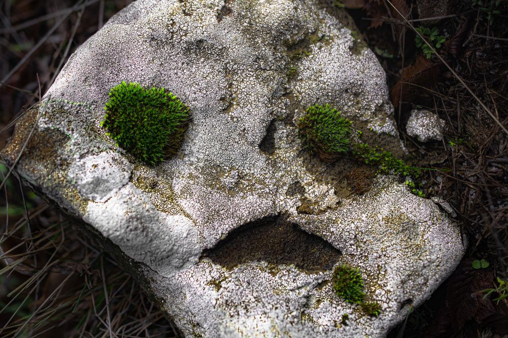 Photograph by Муза Латинская