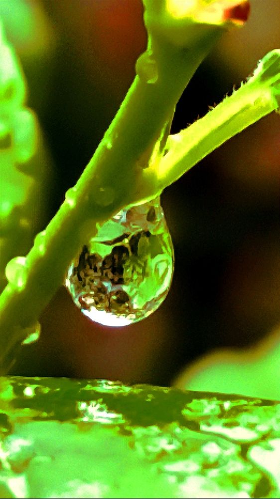 Капля дождя.