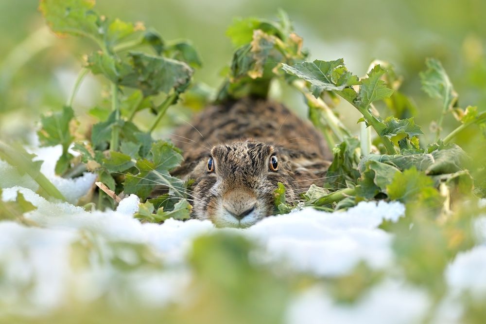 Photograph by Lubomir Novak