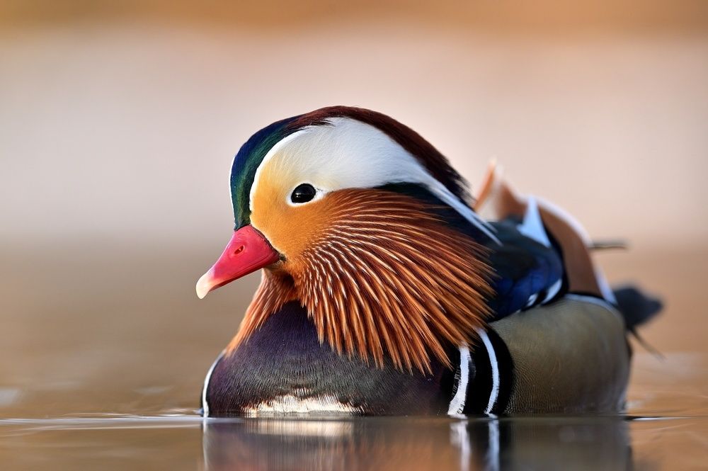 Photograph by Lubomir Novak